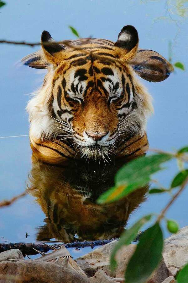 Tiger 24 (2022) 0
