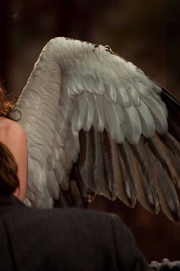 Passion Play (2011) 0