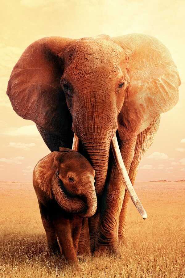 The Elephant Mother (2019) 0