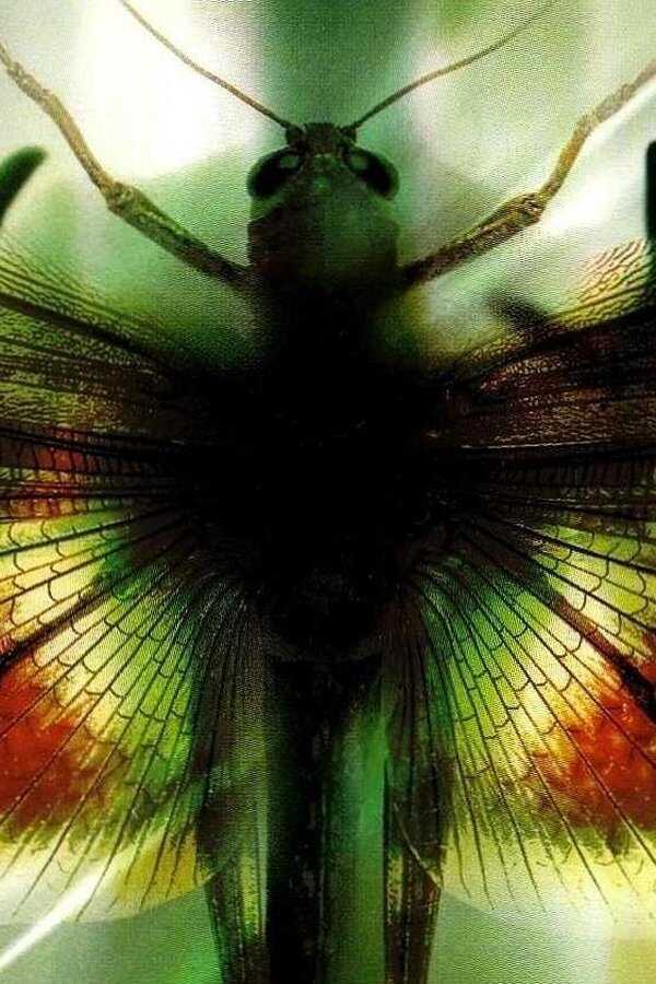 Threshold (2003) 0