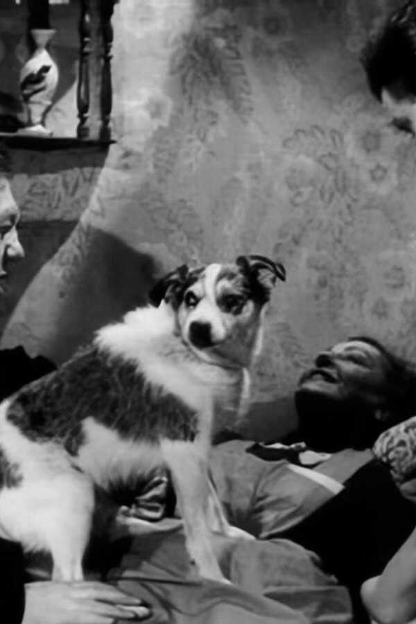 L'impossible Monsieur Pipelet (1955) 0