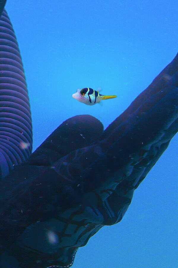 Puff: Wonders of the Reef (2021) 0