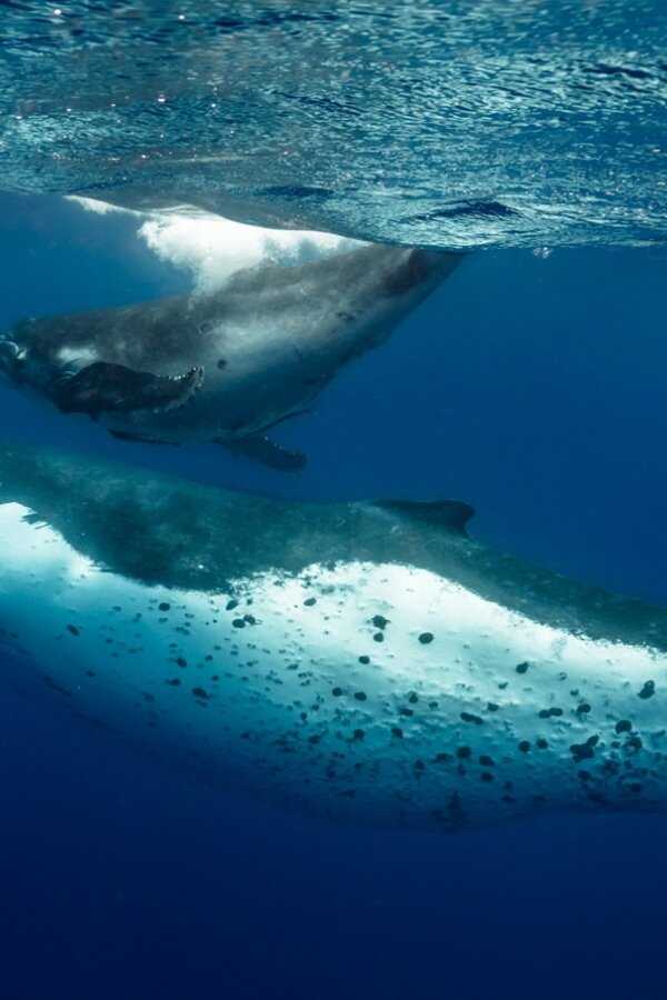 Ocean Souls (2021) 0