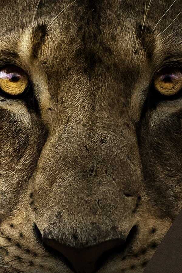 Malika the Lion Queen (2021) 0