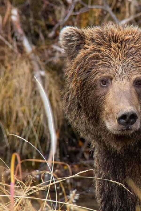 Yukon's Wild Grizzlies (2021) 0