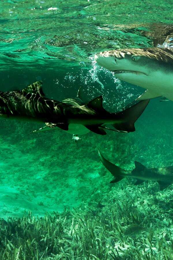 Shark Gangs (2021) 0
