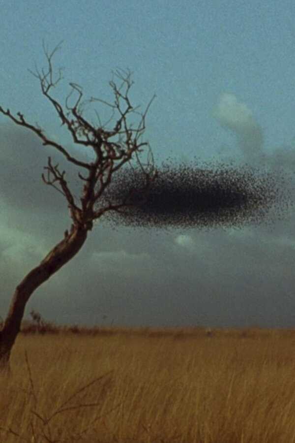Candyman 2 (1995) 0