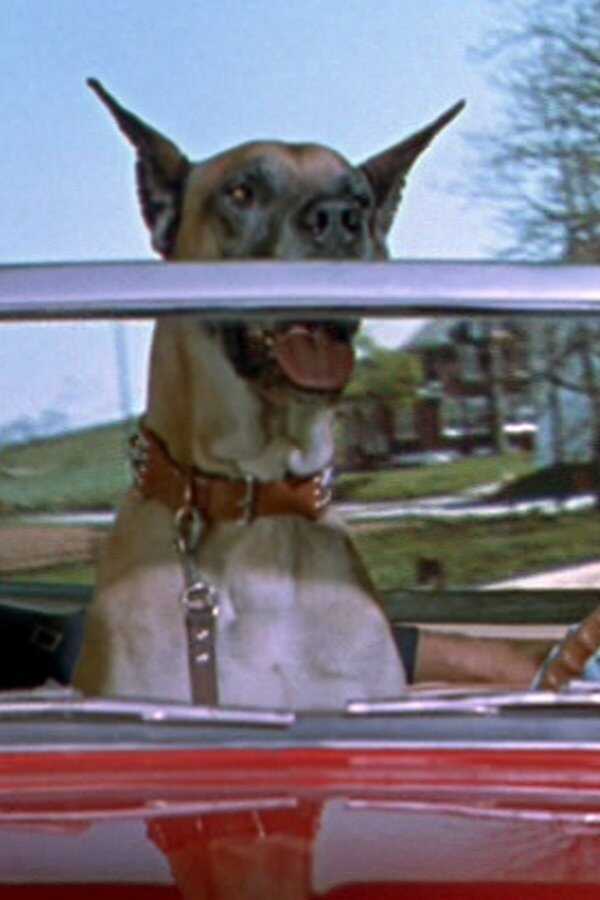 Hollywood or Bust (1956) 0