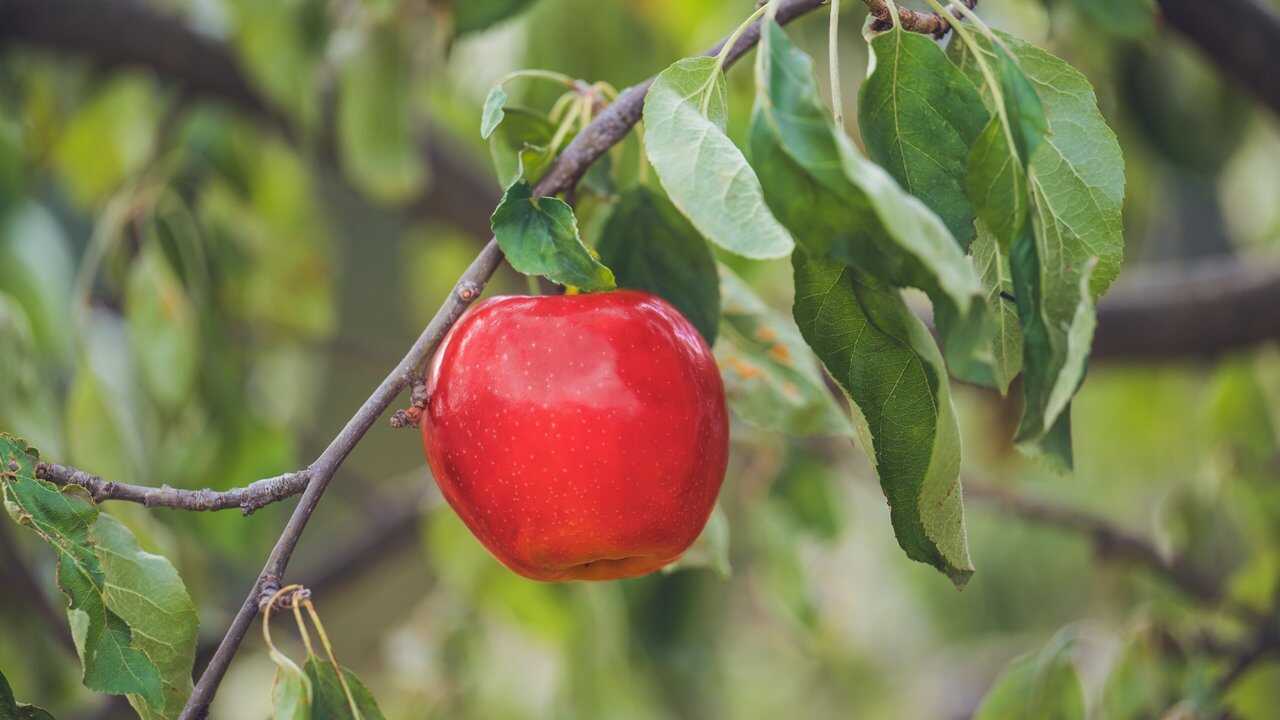 Čarovné jablko (2025) 0