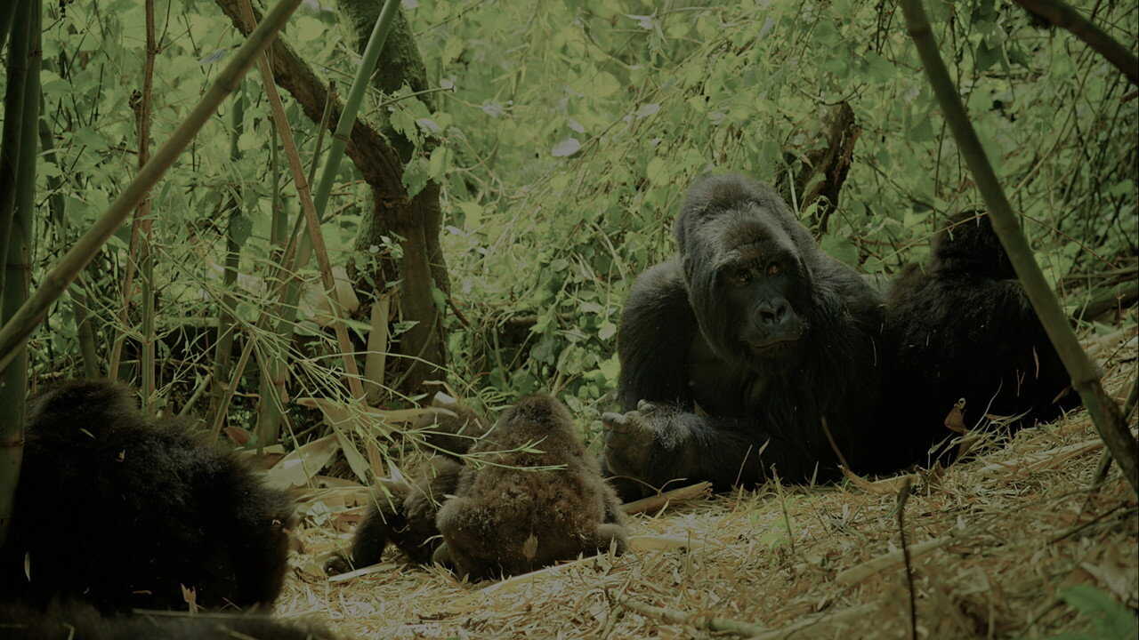 Wild Africa (2015) 0