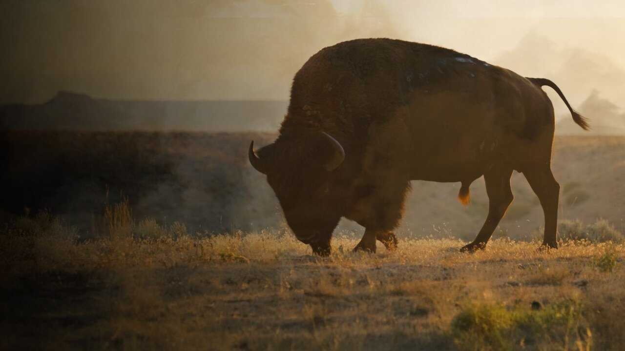 La grande prairie, le pacte du bison (2025) 0