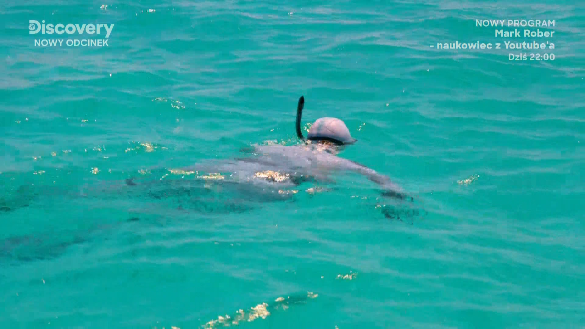 Shark vs Snake: Battle of the Bites (2023) 0